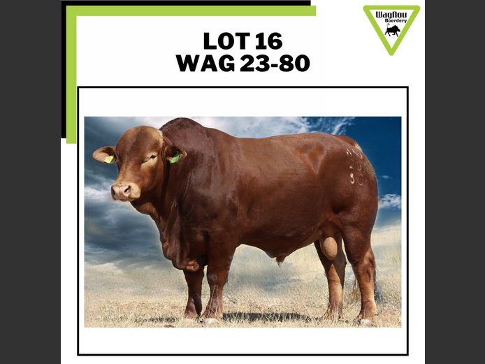 WAG 230080 | WAGNOU BOERDERY