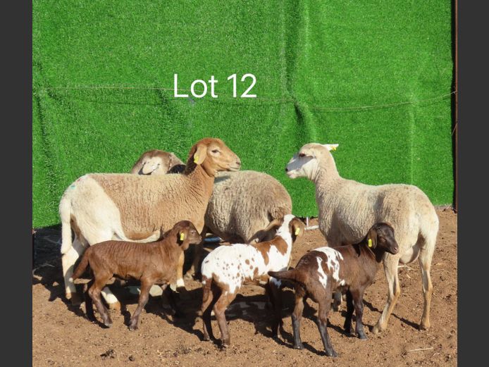 MAN22.176 | Manna