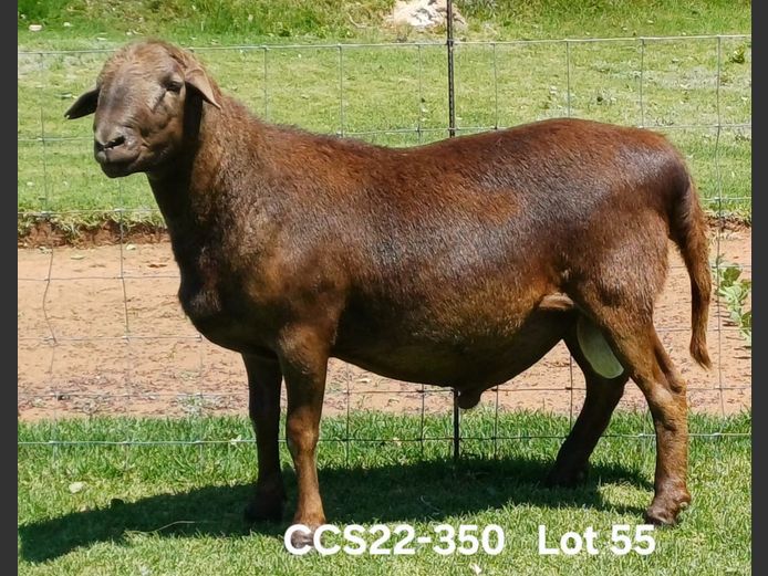 CCS 22-350 | Aucamp Meatmaster