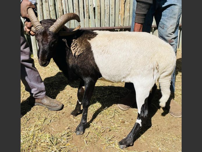 4 Horing Damara Ram