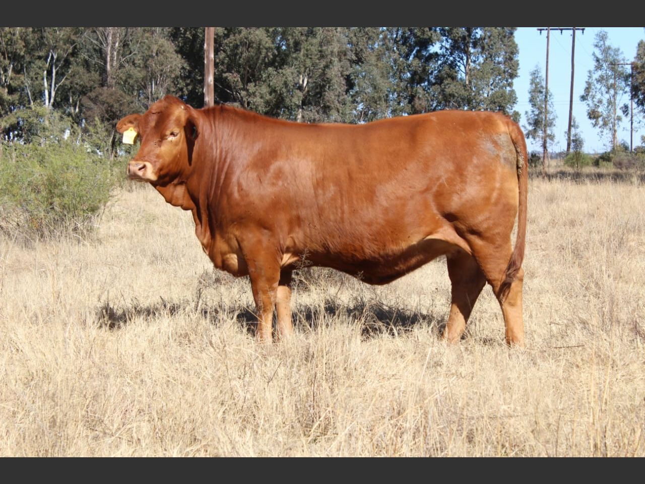 Lot 71 | 26STE NASIONALE BEEFMASTER VEILING | SwiftVEE | South Africa’s ...