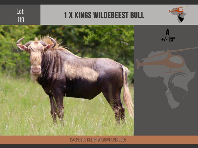 King Wildebeest (+- 23")