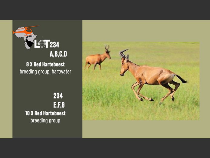 Red Hartebeest