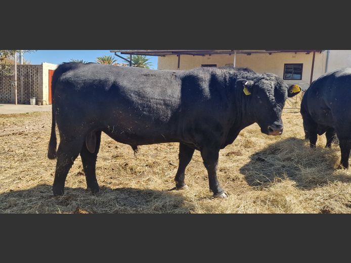 22-0010HD | MECKLENBURG BLACK ANGUS
