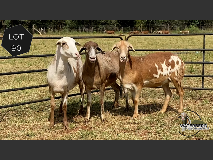 Ewes | Waterberg Meatmaster 