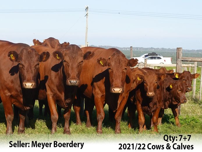 Commercial Animals | Meyer Boerdery