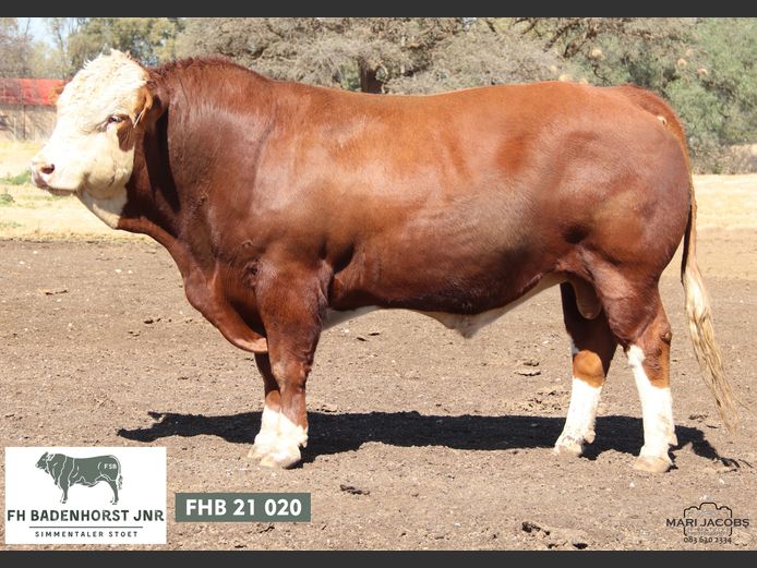 FHB2120 | FH BADENHORST