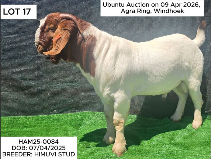 HAM25-0084 | HIMUVI MBINGENEEKO