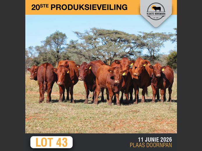 Commercial Animals | MORGAN TRADING (Pty) Ltd
