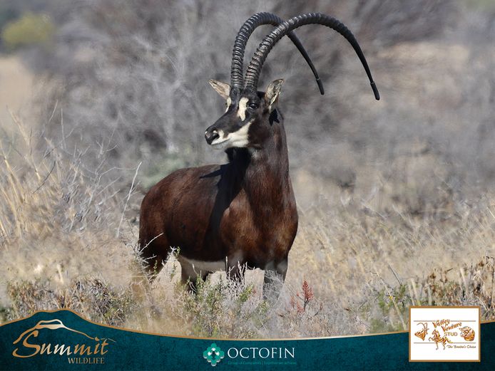 49 2/8" SABLE BULL