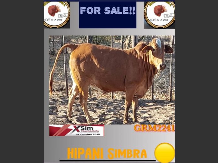 GRM2241AA | HIPANI SIMBRA