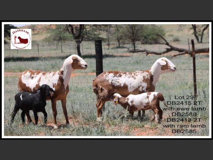 DB2415 | DB2413 | DANKBAAR MEATMASTERS