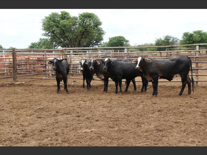 Commercial Animals | JP du Preez