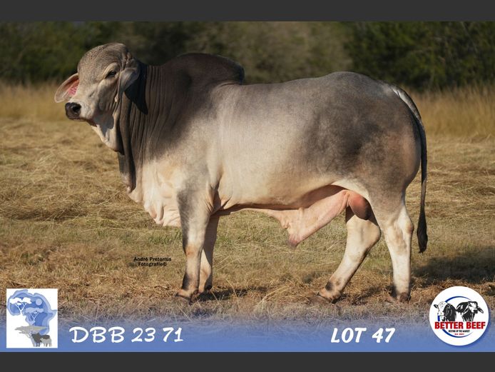 DBB2371 | DENT PM