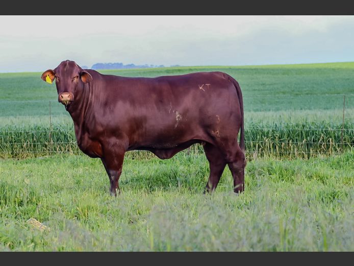 KT  230010 | KOCH FAMILIE TRUST