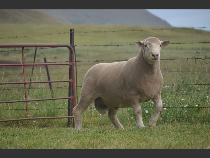 T 240034 | TWEE BROERS DORMER STOET