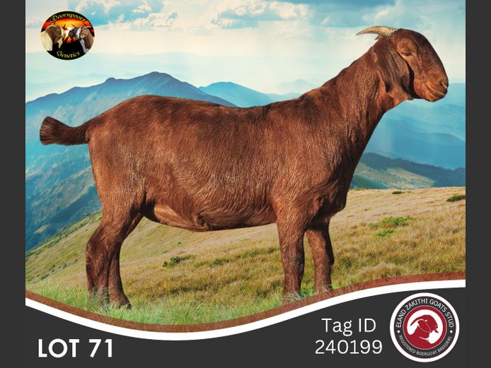 240199 | ELAND ZAKITHI BOER GOAT STUD