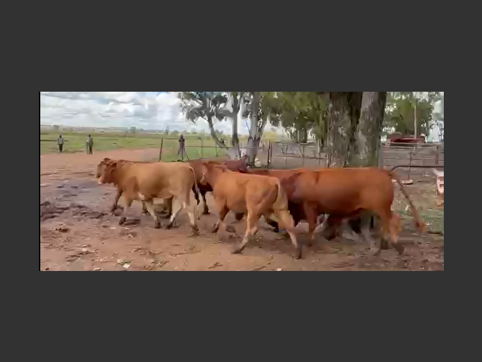 Cattle 