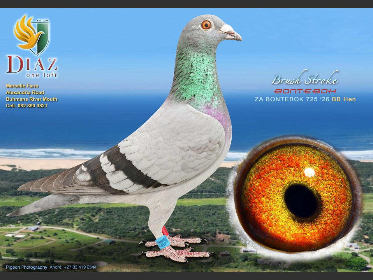 images