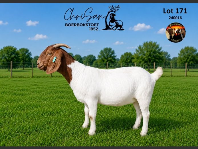 1852240016 | CHRISAN BOERBOKSTOET