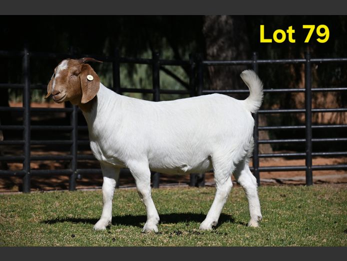 776-25-234 | Nico Botha Boerbokstoet