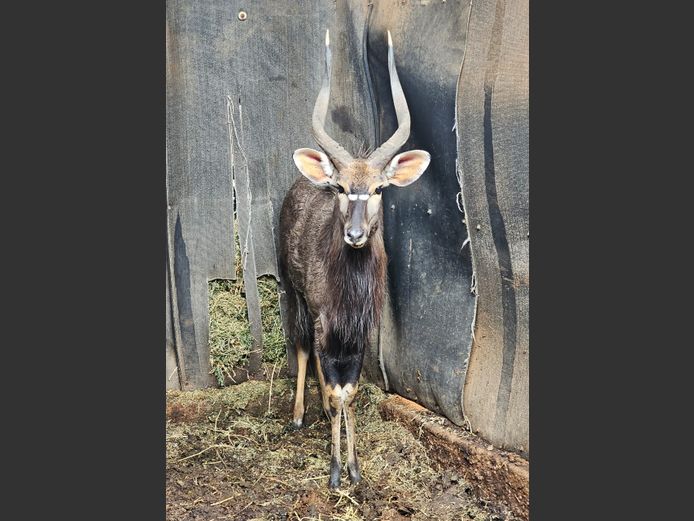 NYALA | MABALINGWE