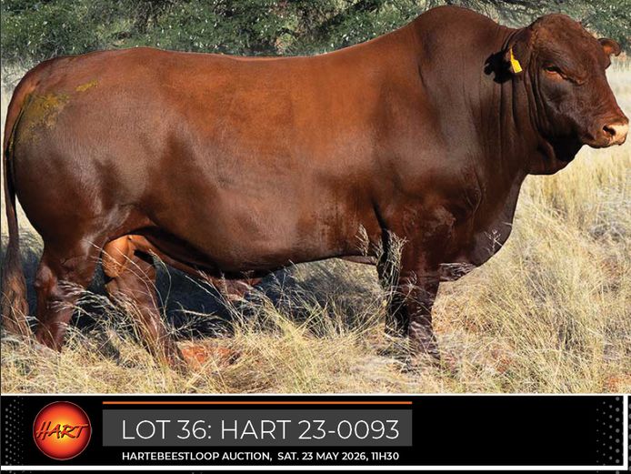 HART230093HH(c) | HARTEBEESTLOOP BONSMARA