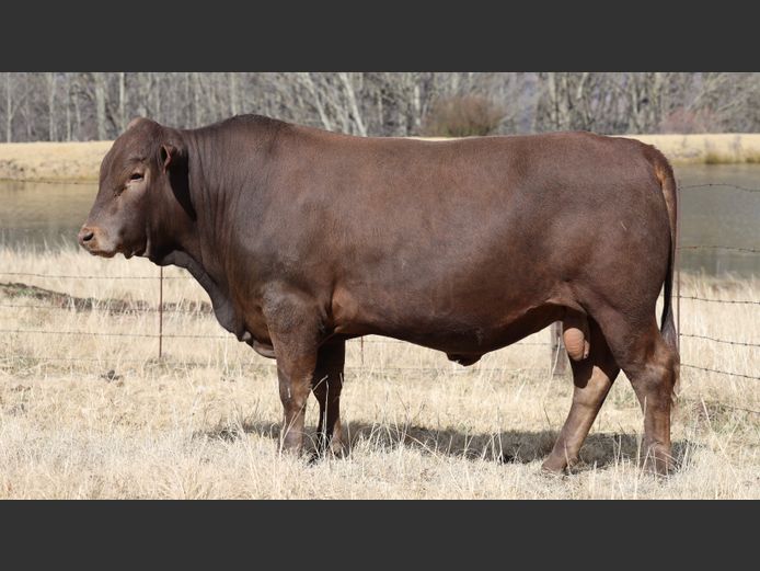HBH 230016 | CLARK CATTLE COMPANY PTY LTD