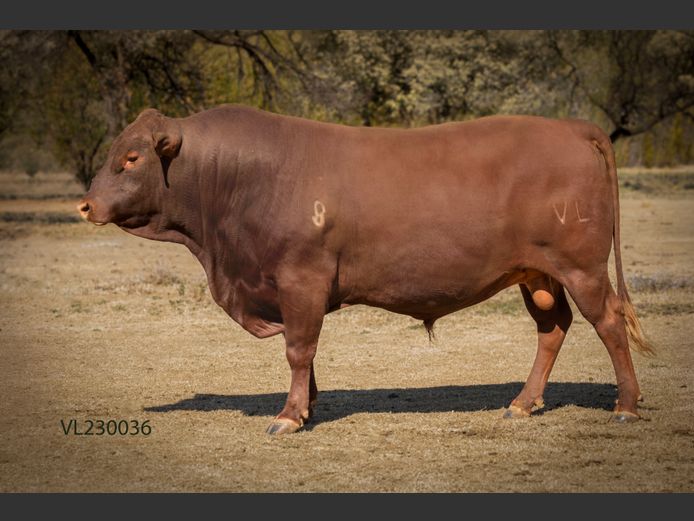 VL 230036 | T.D.J. VLOTMAN