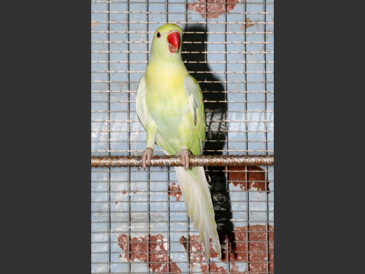 images