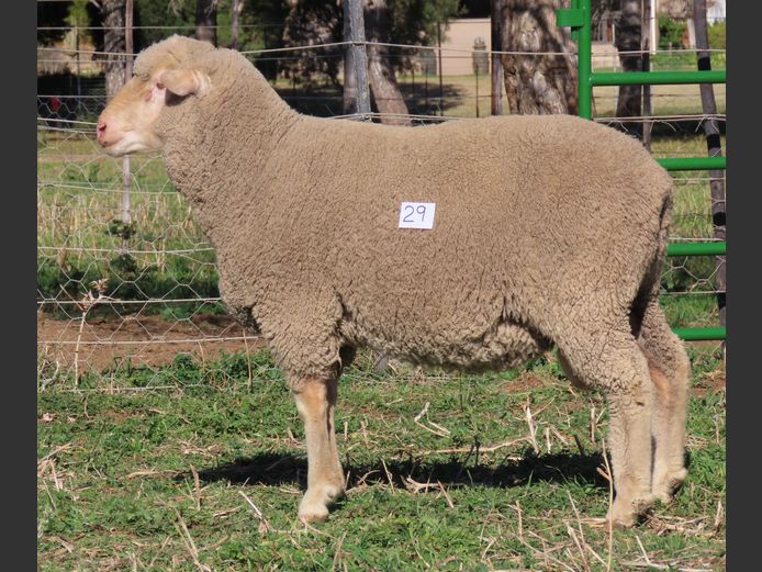 209 | Rooipoort Poenskop Merinos