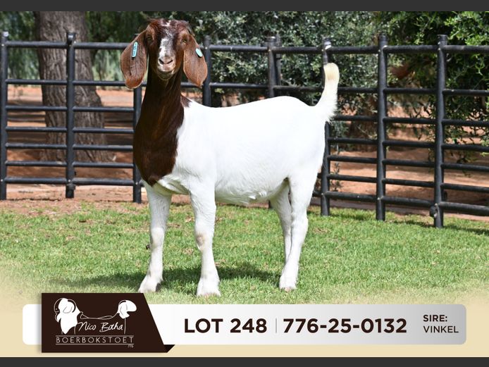 776-25-0132 | Nico Botha Boerbokstoet