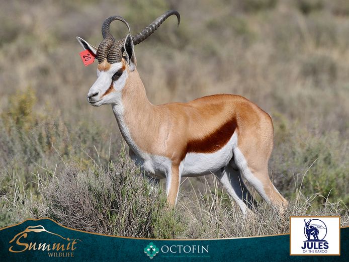 20" SPRINGBOK RAM