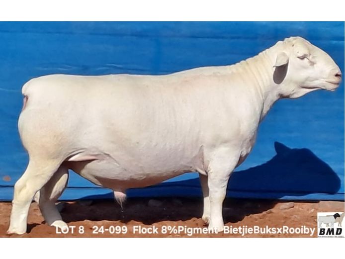 24-099 | BROER MARITZ DORPERS