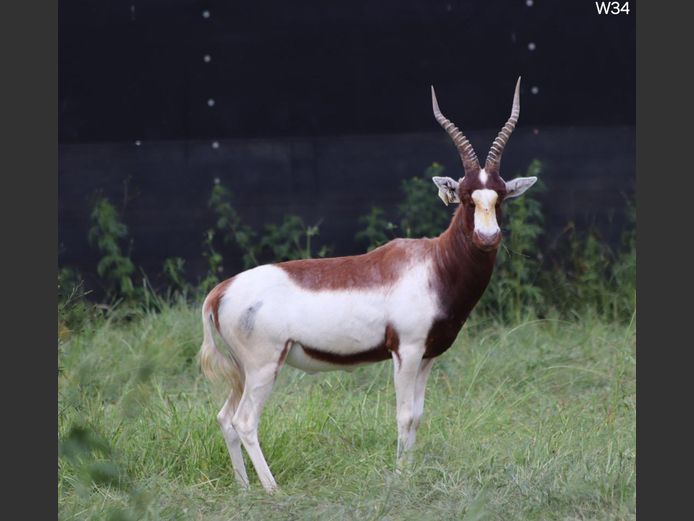 Saalrug Blesbok (Saddleback) | Quaggasfontein