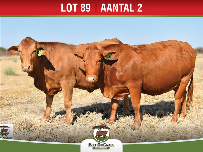 Commercial Animals | Beef On Grass Beefmasters