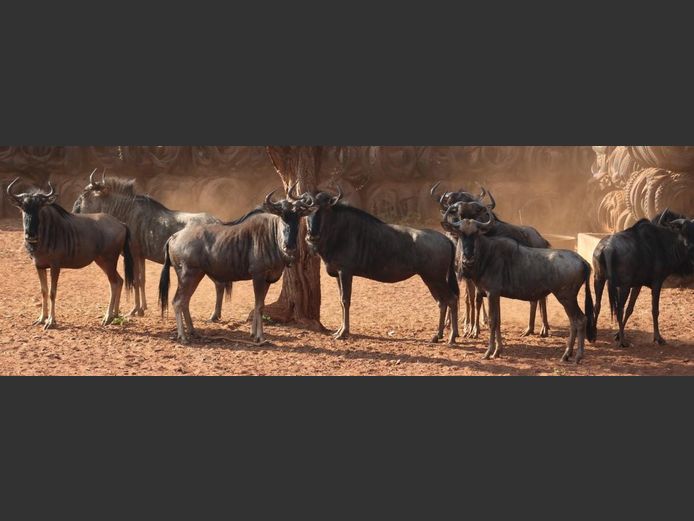 BLUE WILDEBEEST