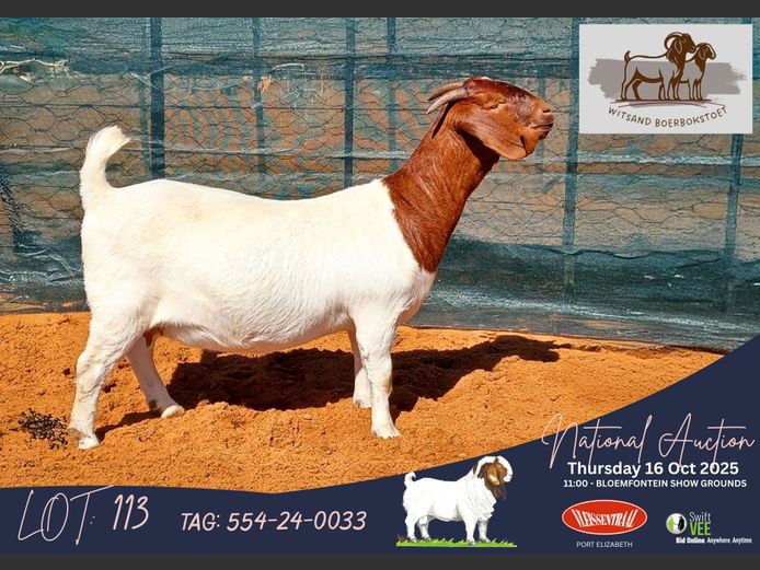554-24-0033 | Hennie Le Roux (Witsand Boerbokstoet)