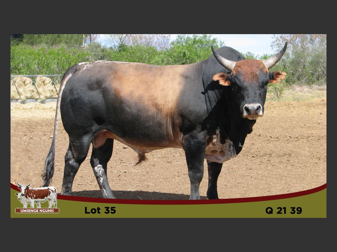 Lot 35 | UMSENGE NGUNI & QHINA DISPERSAL SALE | SwiftVEE | South Africa ...
