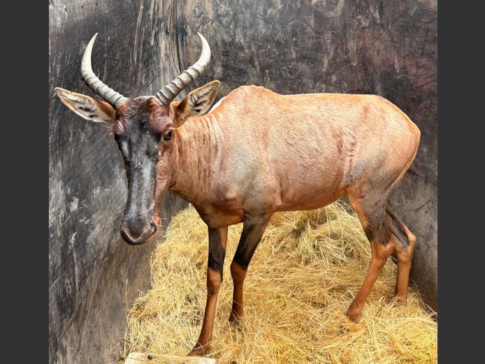 Tsessebe Koei
