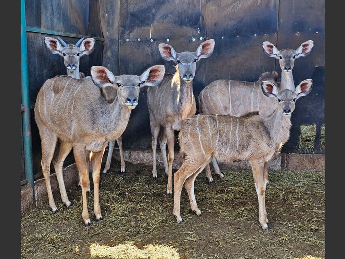 KUDU | KRUISRIVIER