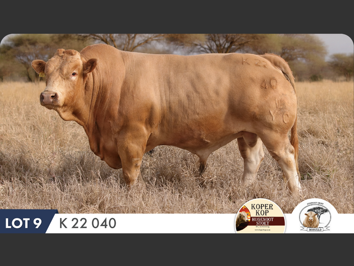 K220040 HH | KOPERKOP HUGENOOT STOET