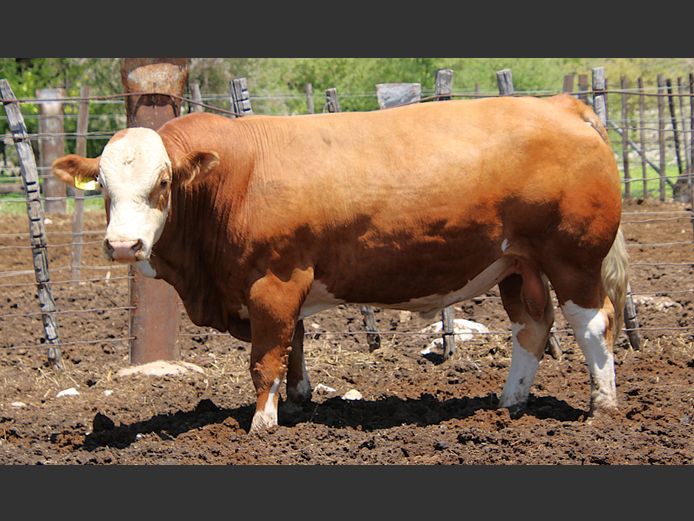 TG2240 | GUNZEL SIMMENTALER