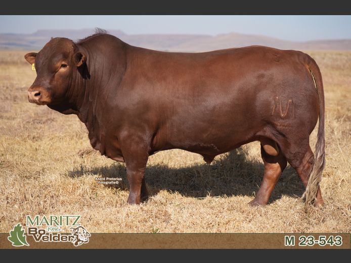 M230543 | Maritz Bovelders
