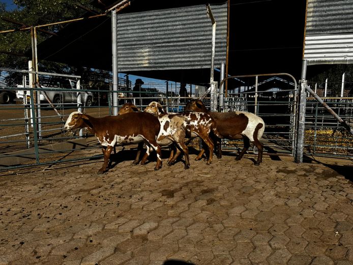 R JACOBS | COMMERCIAL EWES