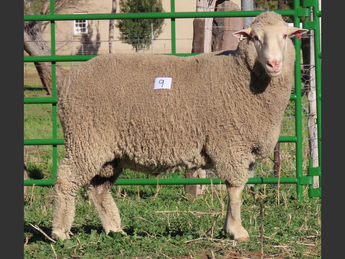181 | Rooipoort Poenskop Merinos