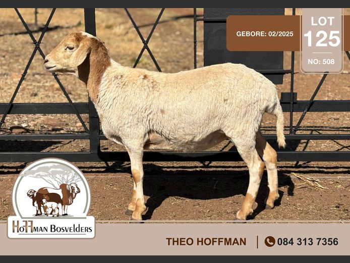 508 | HOFFMAN BOSVELDERS