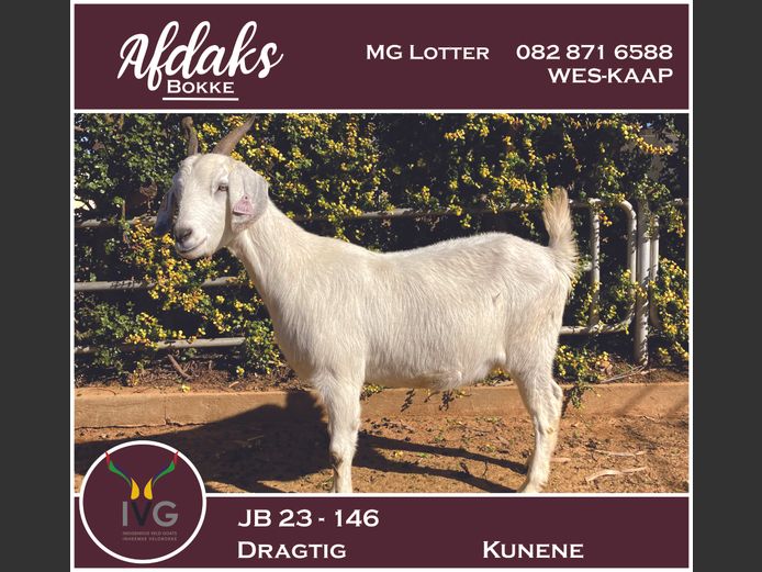JB 23 - 146 | Afdaks Bokke, Mg Lotter -SA Goat Genetics