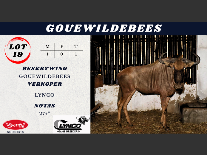 GOUE WILDEBEES