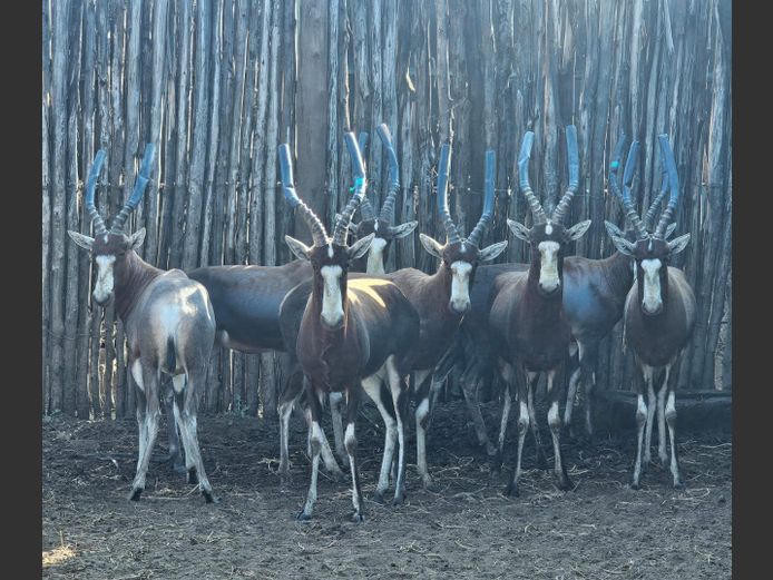BLESBOK | HELICON
